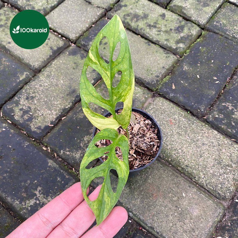 Tanaman Hias Monstera Adansonii Variegata Yellow Japan | Janbol Janda Bolong Varigata Kuning Jepang