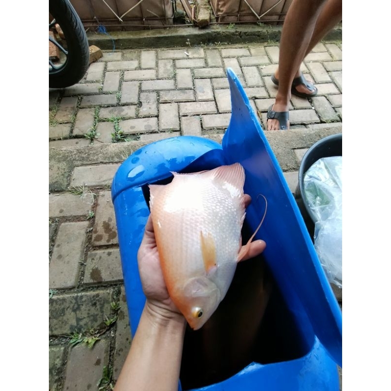 IKAN GURAME PADANG REMAJA CALON INDUKAN/GURPAD/HIAS/KUNING/ORANGE                   (GARANSI KEMATIA