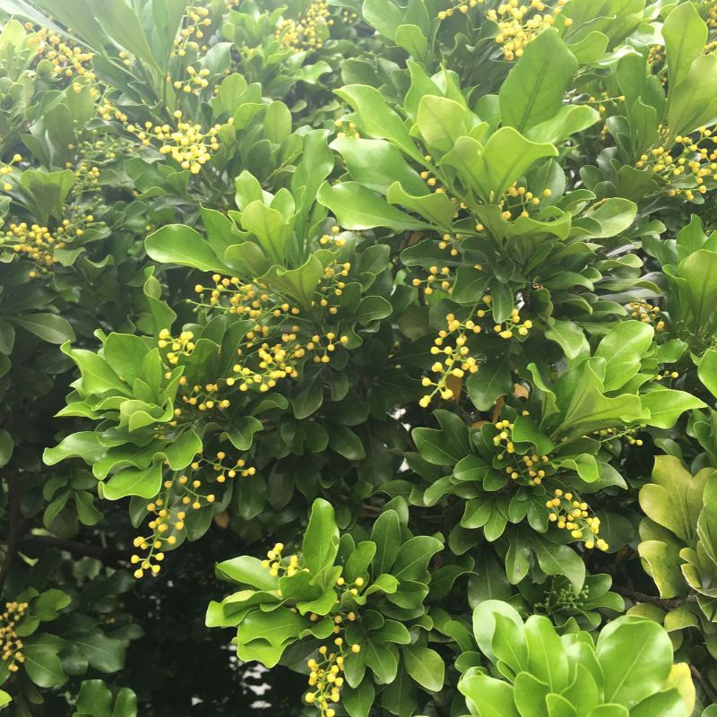 Tanaman Hias Pacar Cina