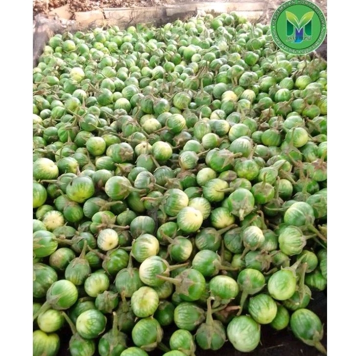 

Buah terong fresh 1 kg