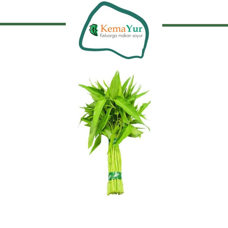 

KANGKUNG PILIHAN SORTIR TANPA AKAR