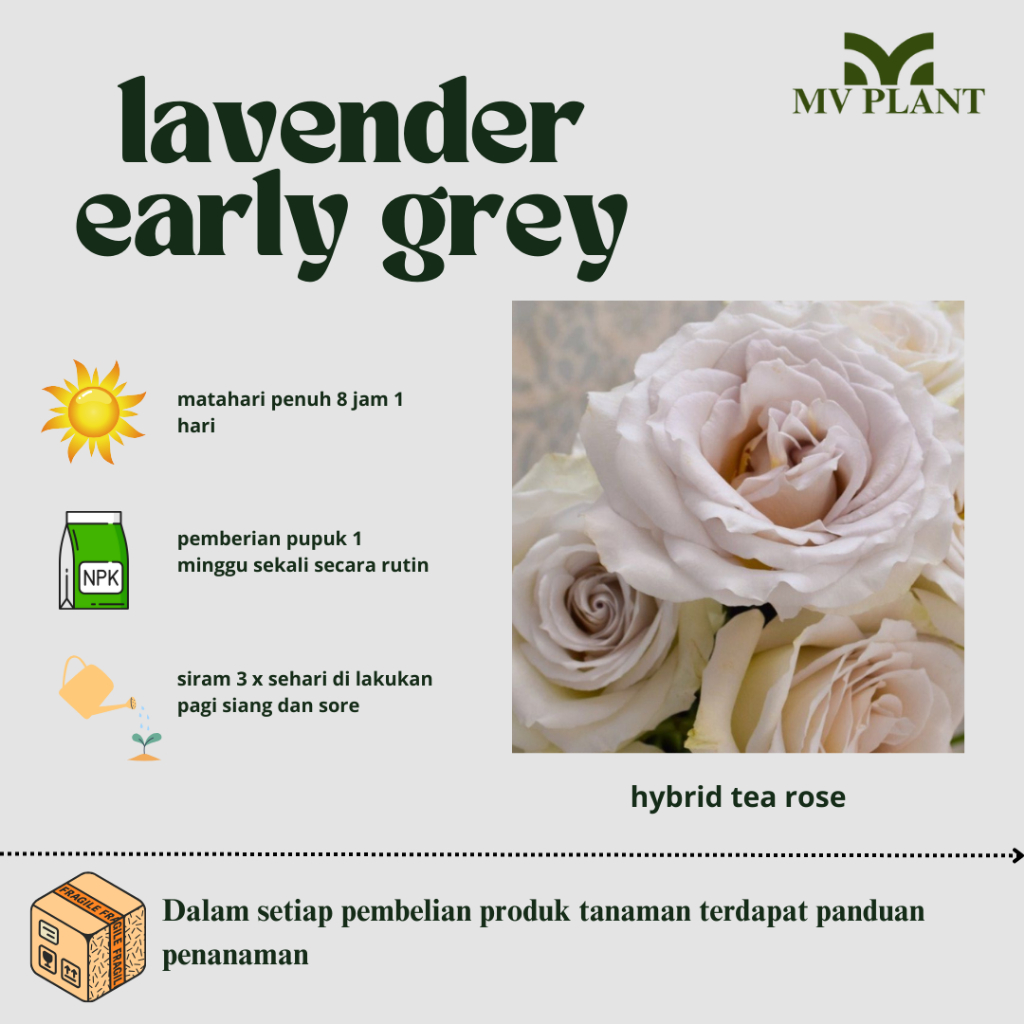 Tanamqn Hidup Bunga Mawar Import LAVENDER EARLY-Mawar coklat-mawar import-Mawar hidup-Mawar cantik-M
