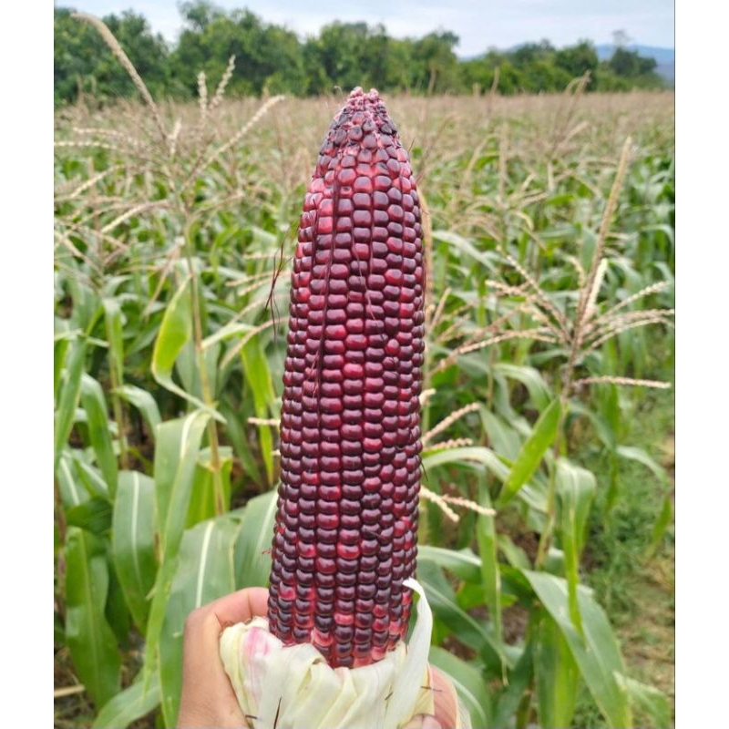 

JAGUNG KETAN UNGU FRESH 1KG