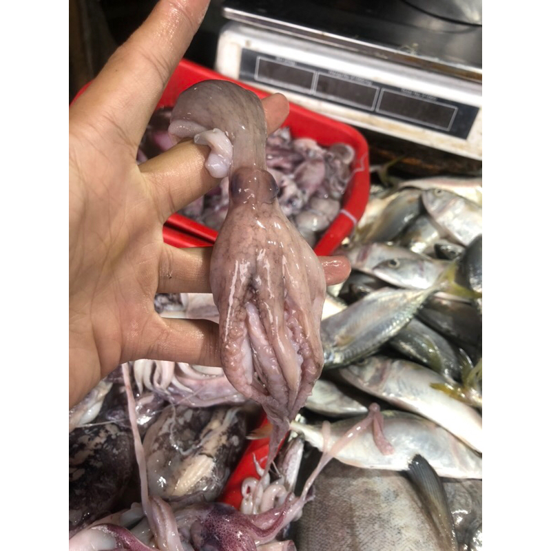 

BABY OCTOPUS / GURITA KECIL 1kg