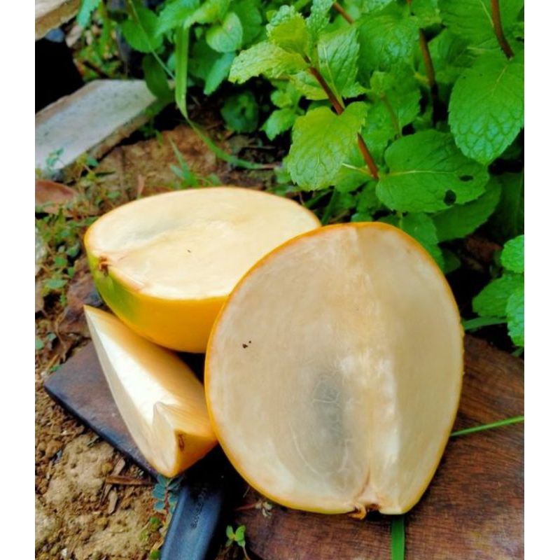 MURAH Bibit Abiu Jumbo/Sawo Australia