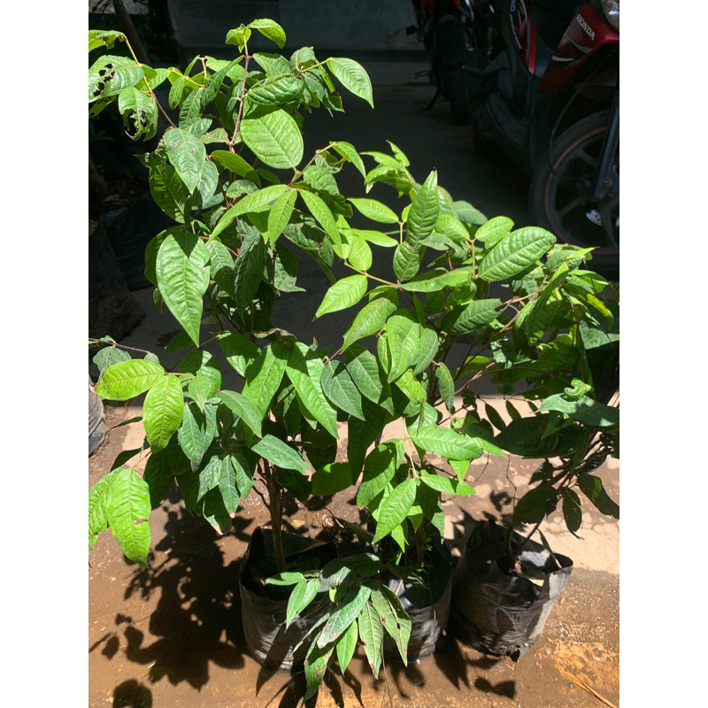 Bibit White Jaboticaba anggur pohon