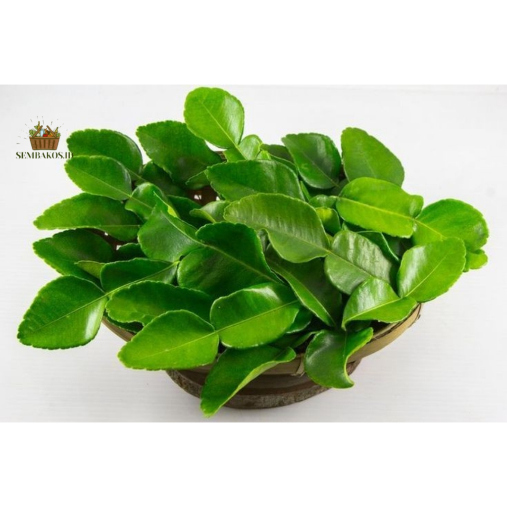 

Daun Jeruk segar/ Daun jeruk Purut / Daun jeruk / Daun jeruk murah