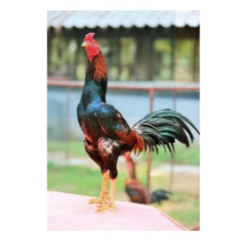 ady78 DESTRON - OBAT AYAM SAKIT KUNING PUCAT LESU LEMAS 15ML LIVER AYAM BANGKOK