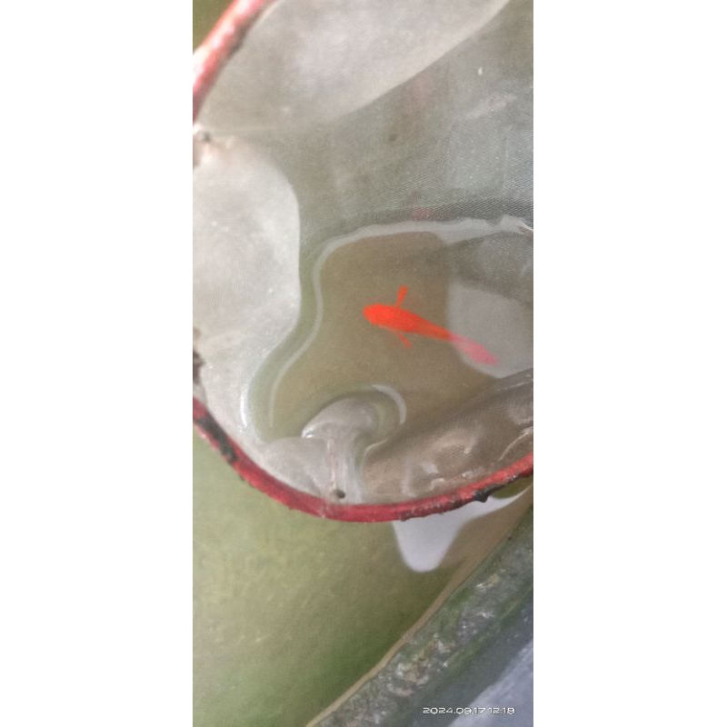 Pakan Guppy jantan Albino Koi Red Ear