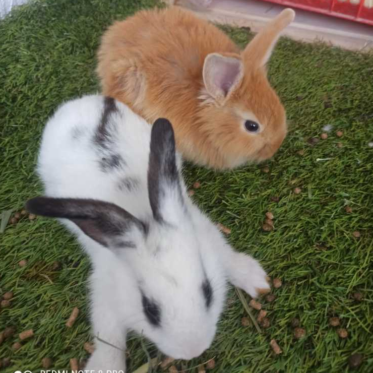 Anak Kelinci Rabbit Bunny Lokal Topeng Hidup