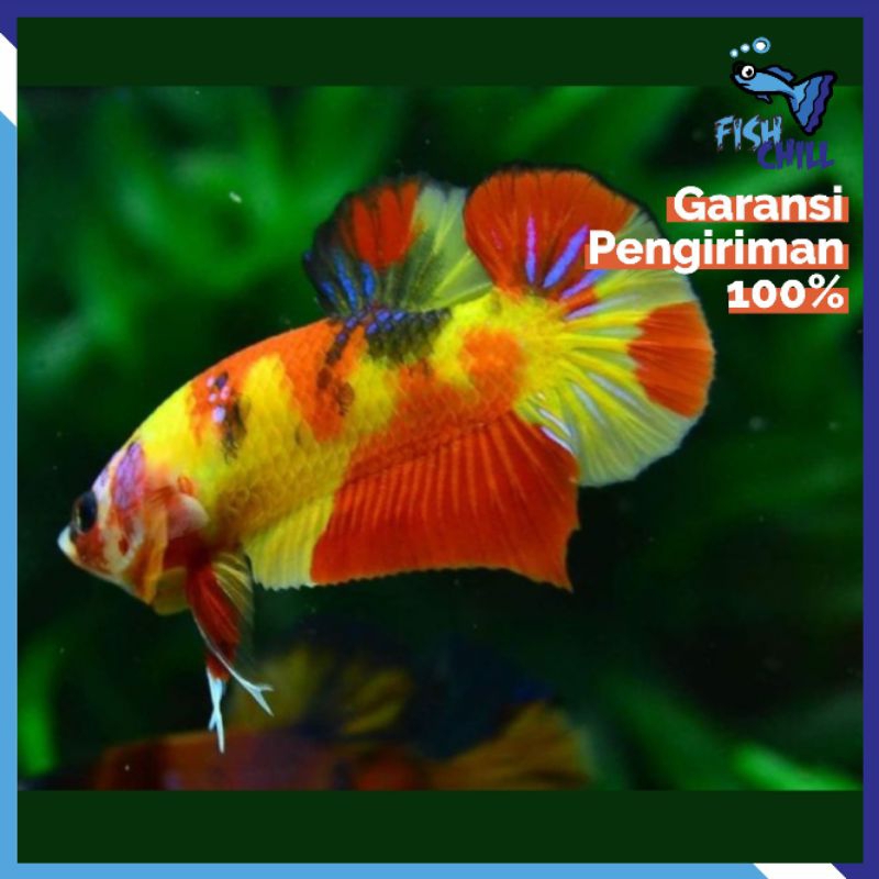 Hiasan Aquarium • CUPANG PLAKAT NEON MULTI GLOWFISH  • Aquascape Soliter Mini Lampu LED Batu Pasir M