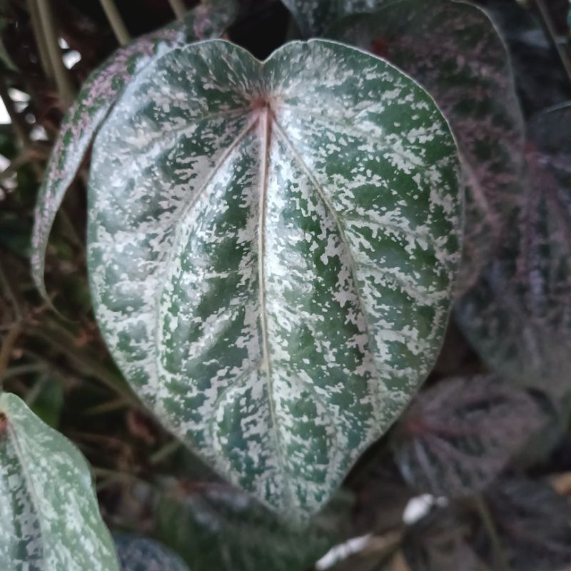 

Daun Sirih Merah isi 10 lembar