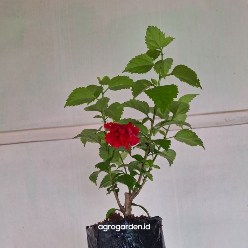 Tanaman Hias Bunga sepatu Merah Tumpuk - Hibiscus Merah - Kembang Sepatu Merah tumpuk Kondisi sudah 