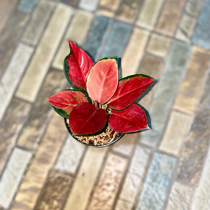 Aglaonema Kochin Charlie brown