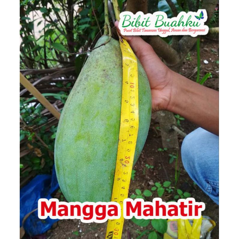 BIBIT MANGGA MAHATIR/BIBIT BUAH/MANGGA JUMBO