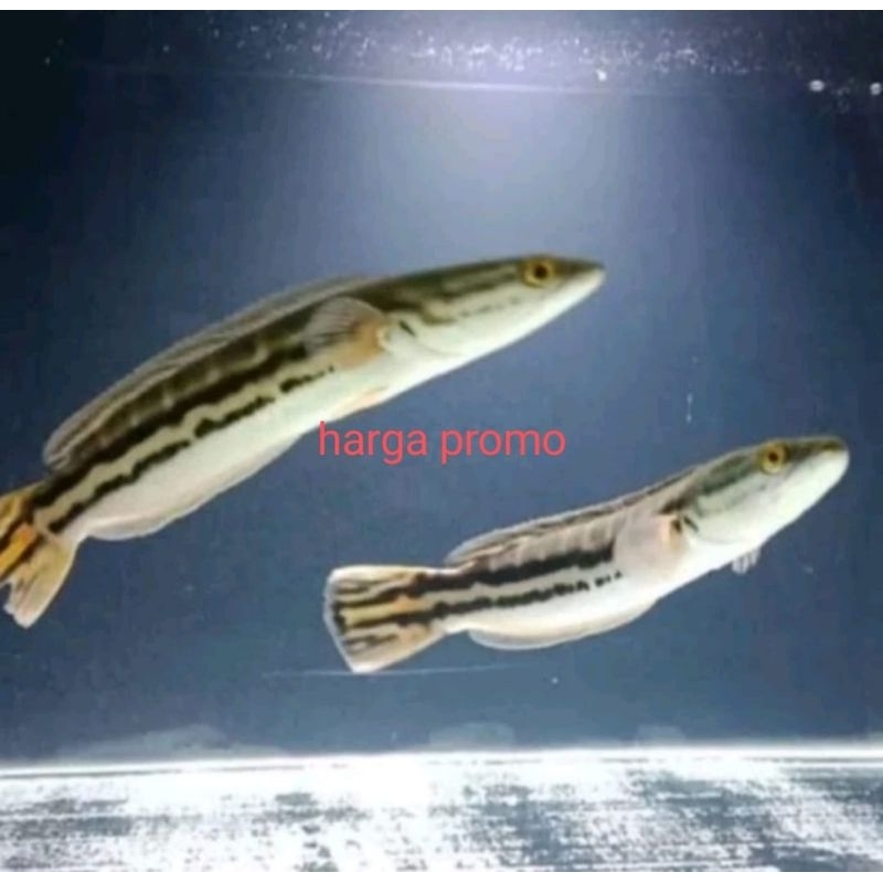 gabus toman 20-22 cm hiasan aquarium