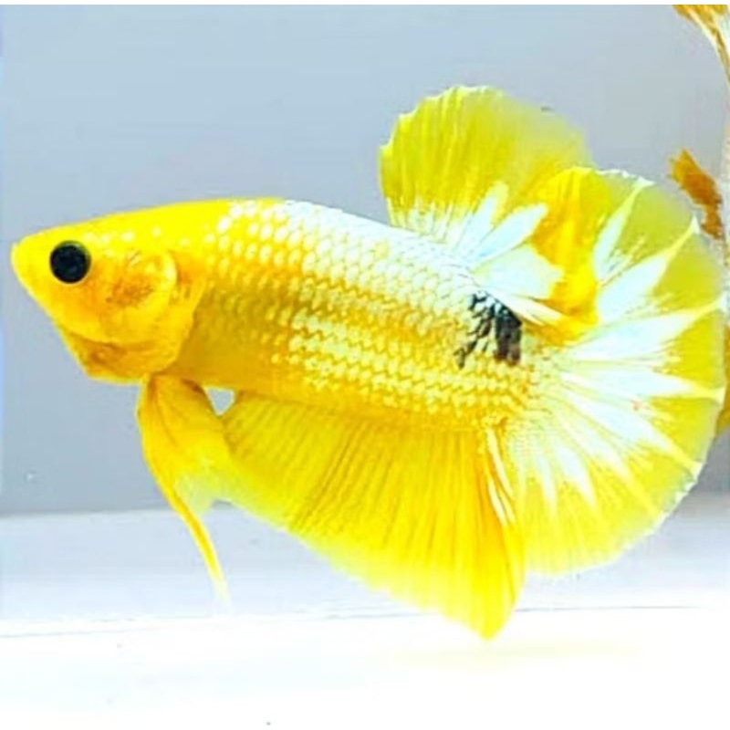 paket 5 bahan Yellow fancy/ fccp yellow bagus