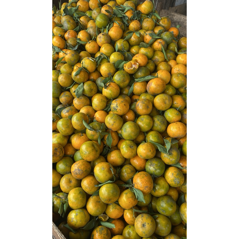 

Jeruk Siem madu 1kg