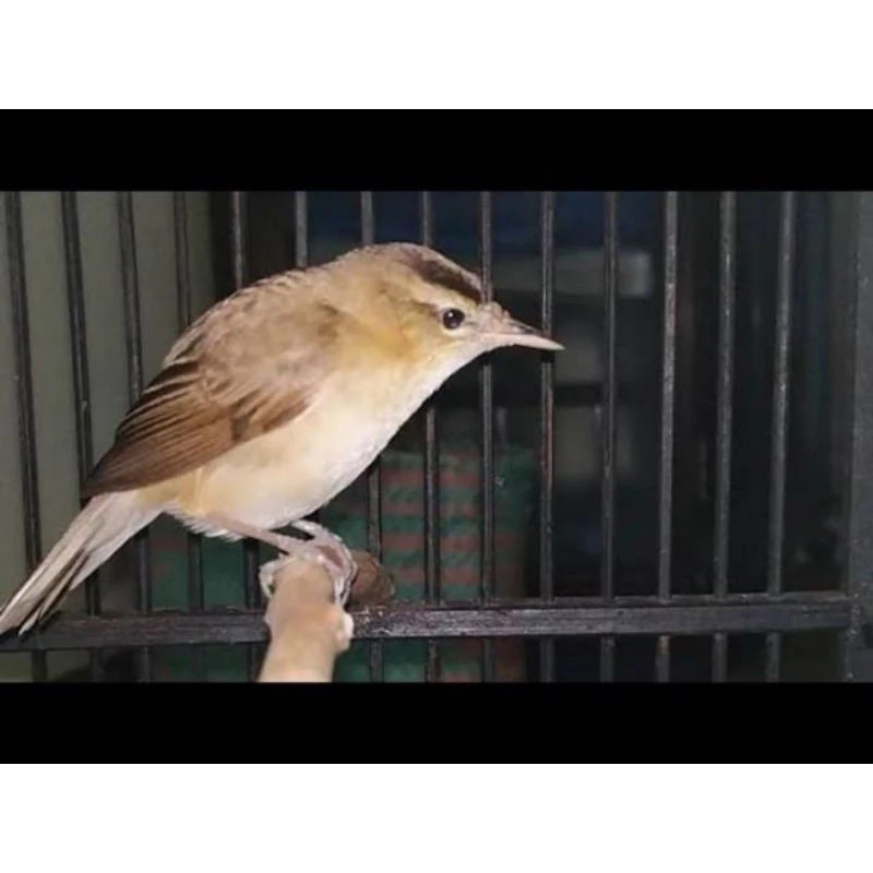 RB kerak basi alis hitam pilihan jantan