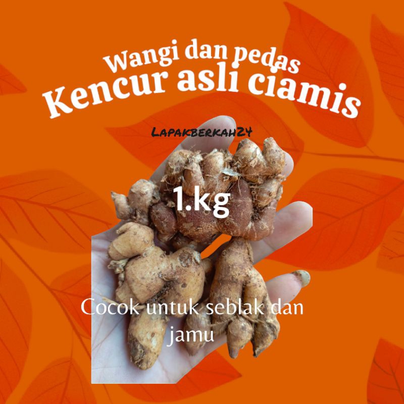 

kemasan ( 1.kg ) KENCUR/CIKUR SEGAR ASLI CIAMIS WANGI COCOK UNTUK BUMBU SEBLAK DAN JAMU