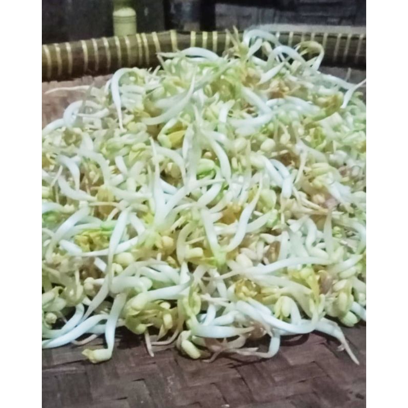 

(PROMO) Toge kecambah tokolan
