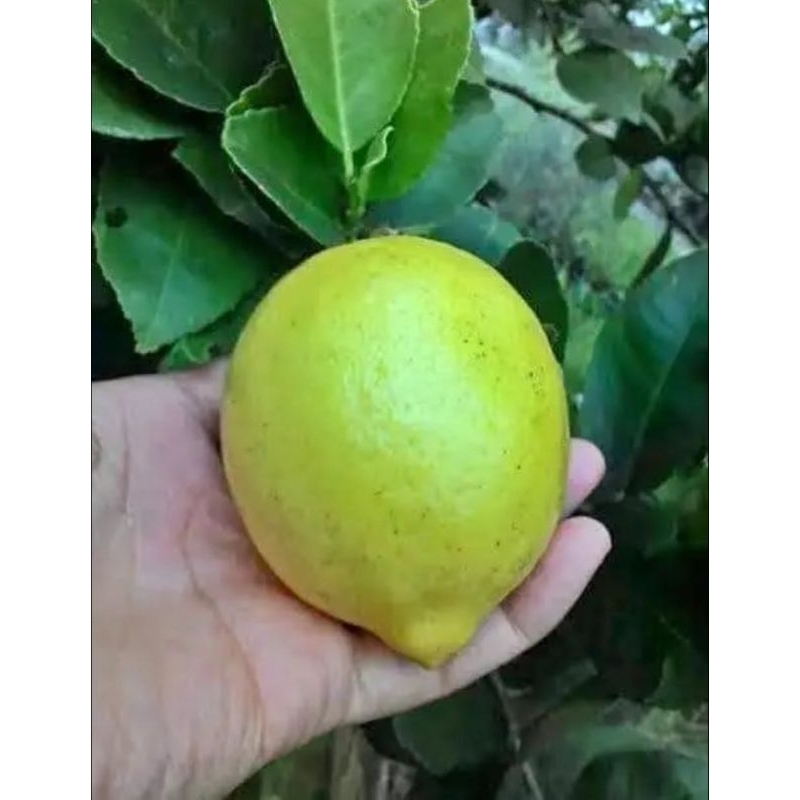 

500 gram jeruk lemon segar langsung dari pohon nya