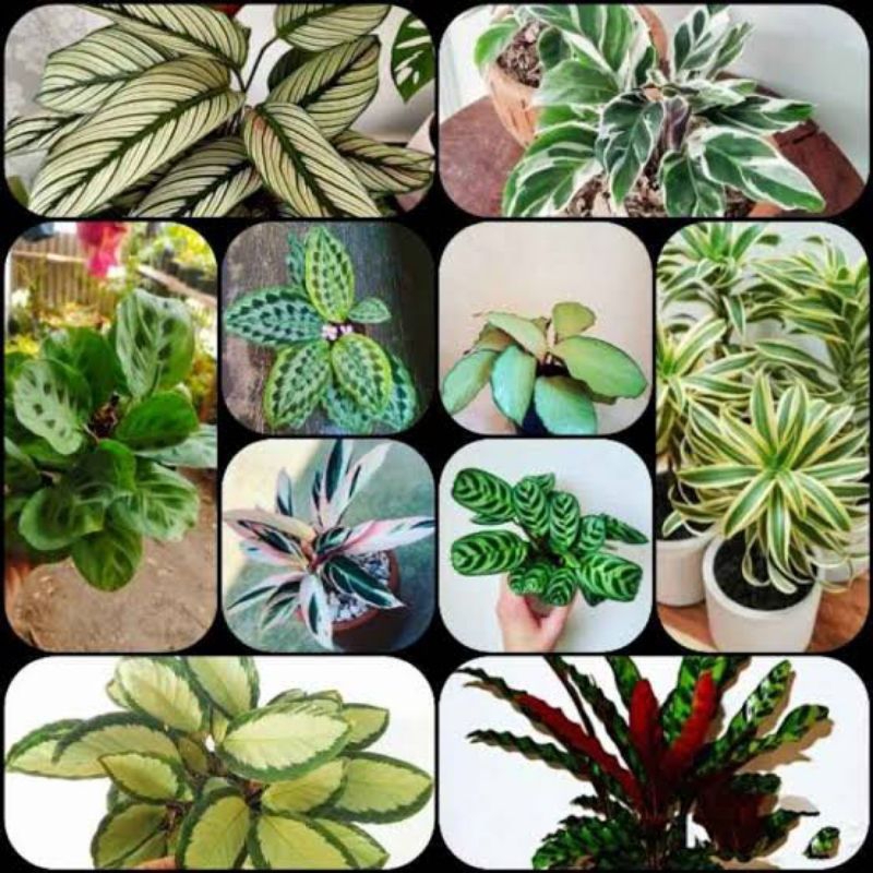 Tanaman hias Jenis Calathea / Aneka Calathea