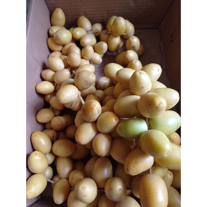 

KIRIM RABU 4kg Kurma Muda Premium Fresh 1Box