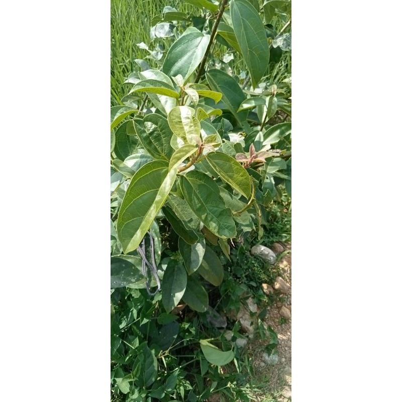 

Daun cingcau hijau /100lembar