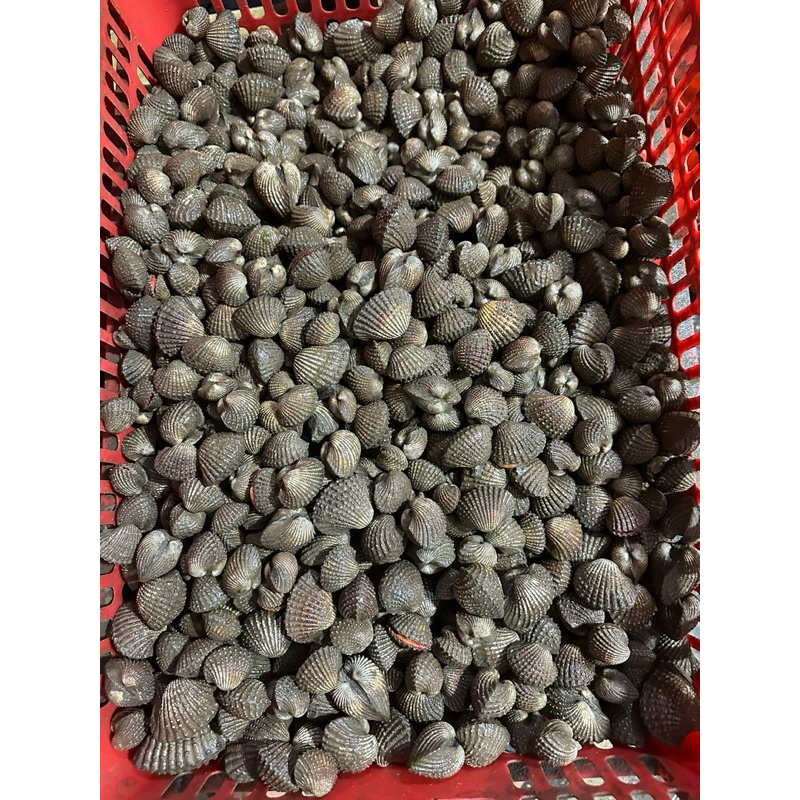 

Kerang Dara Hidup