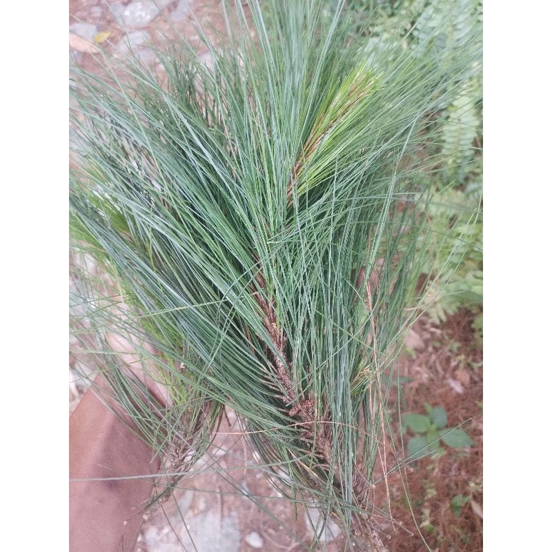 

daun pinus.basah herbal 1 kg