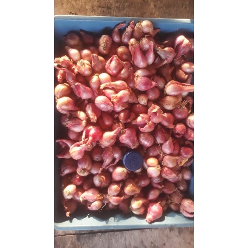 

Bawang Merah