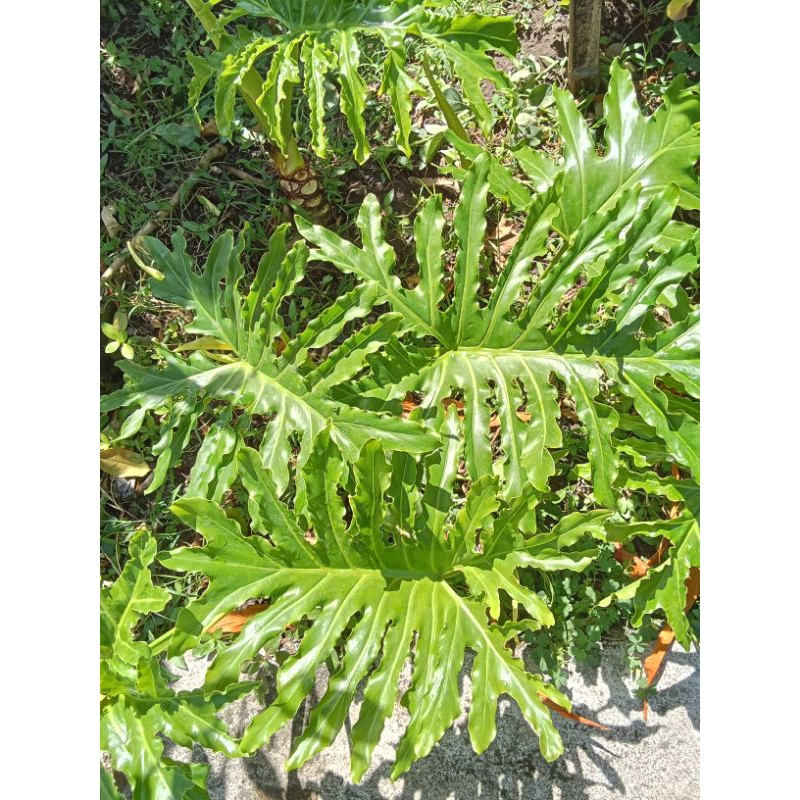 Phillo dendron tanaman dekorasi~