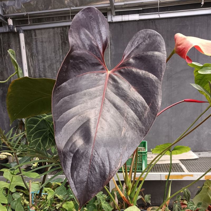 anthurium Modeanum