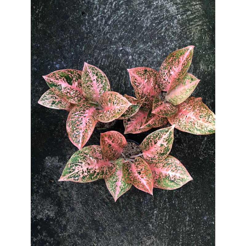 Aglaonema Stardust Orange