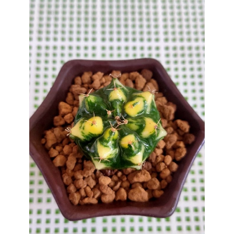 MIHA HYBRIDA YELLOW VARIGATA PERFORM CIAMIK VAR RATA//KAKTUS//GYMNOCALYCIUM//MIHANOVICHI//MIHA VARIG