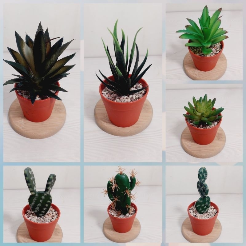 Kaktus Sukulen Palsu / Kaktus Sukulen Artificial / Kaktus Sukulen Imitasi