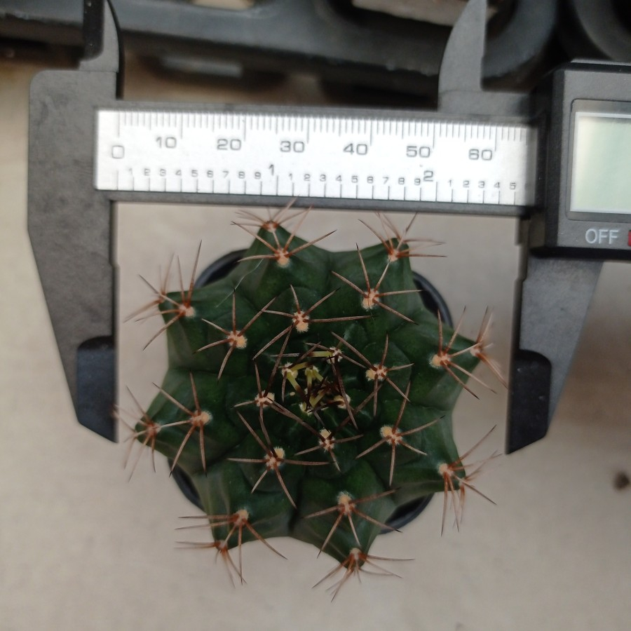kaktus miha size besar sehat harga promo cactus mihanovichii