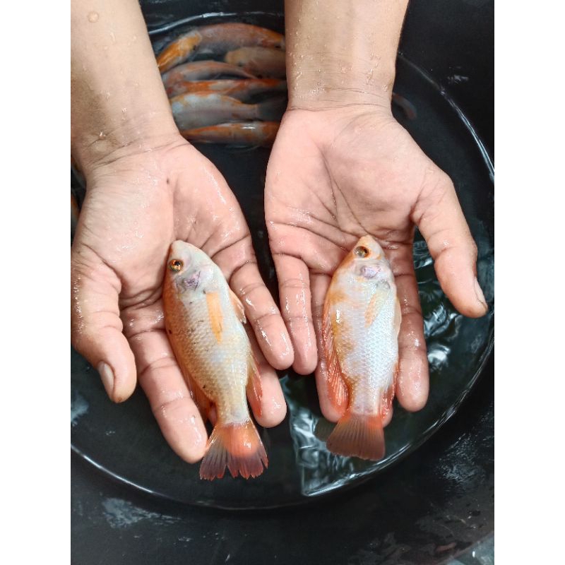 bibit nila merah Bangkok monosex