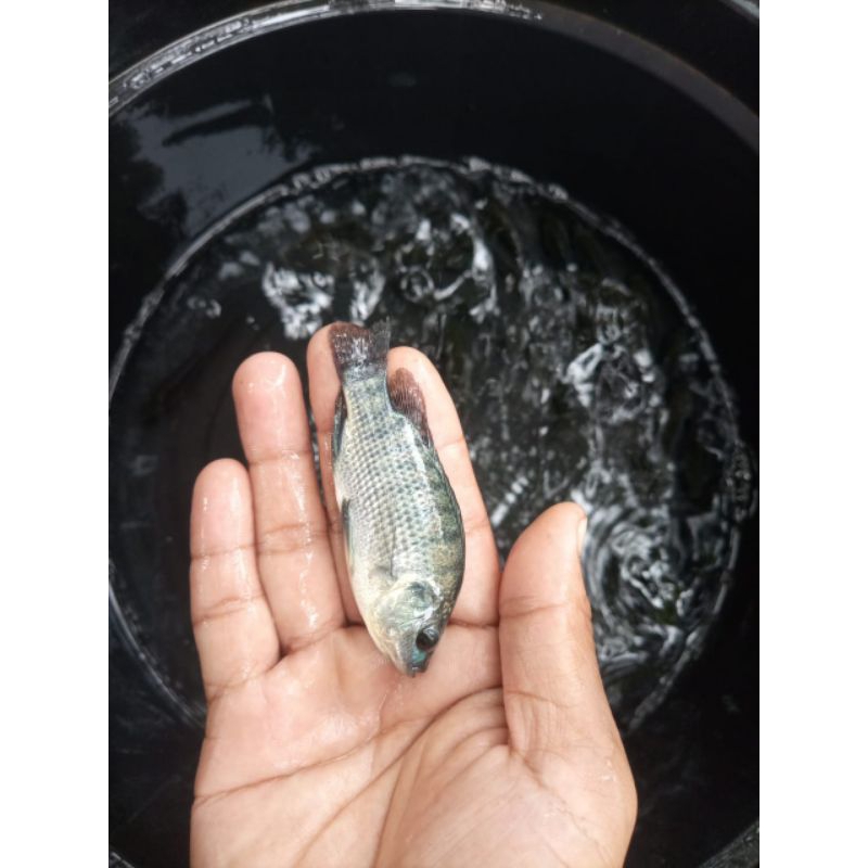 bibit nila hitam monosex berkualitas