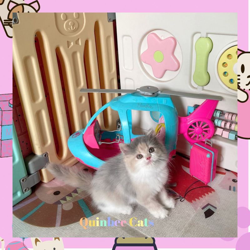 Kucing persia betina dilute calico