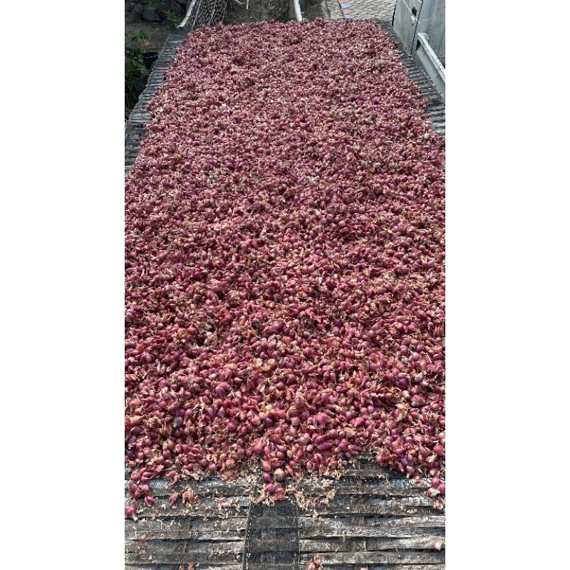 

brambang bawang merah lokal asli nganjuk harga per 1kg