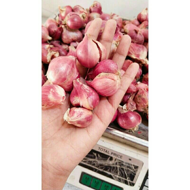 

BAWANG MERAH NGANJUK