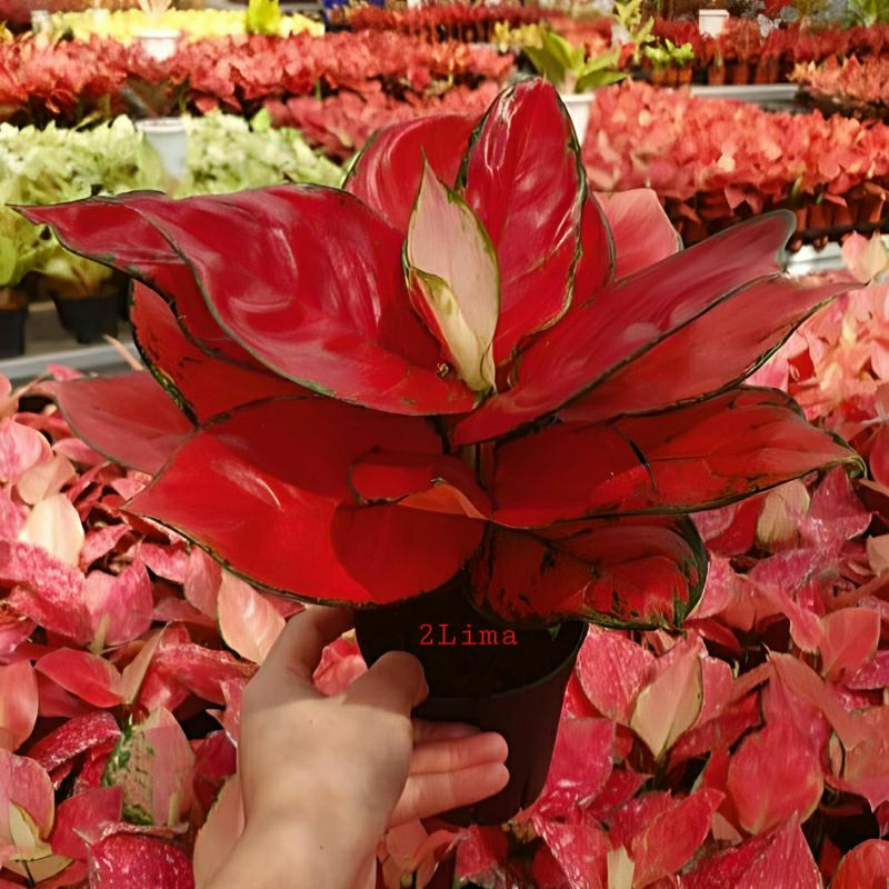 Aglonema Suksom Red Anjamani