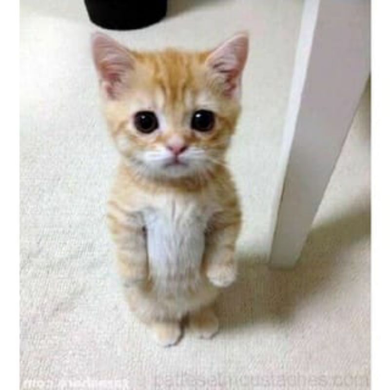 Kagehira Mika Kebalik