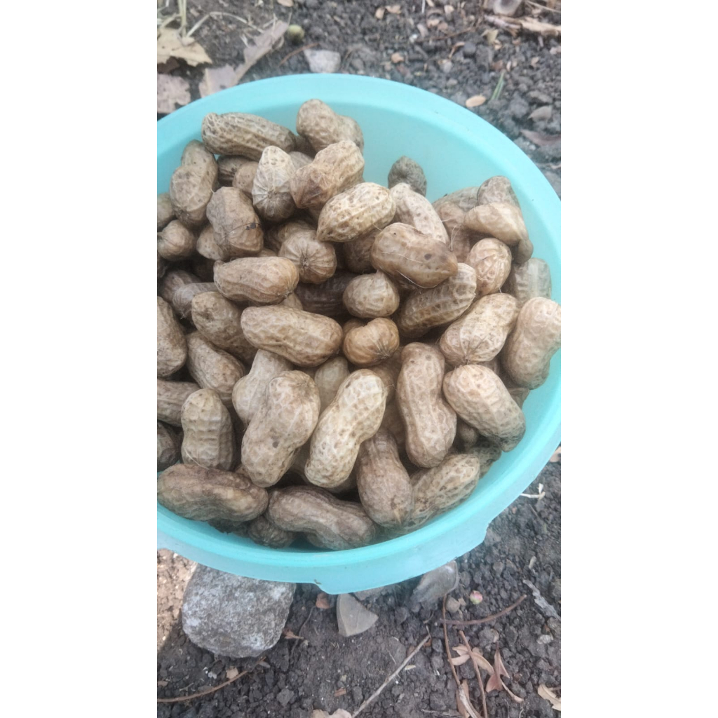 

kacang tanah mentah wonogiri 500 gram