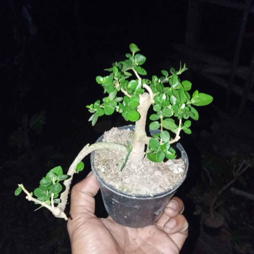 Mini sancang bonsai sancang mame