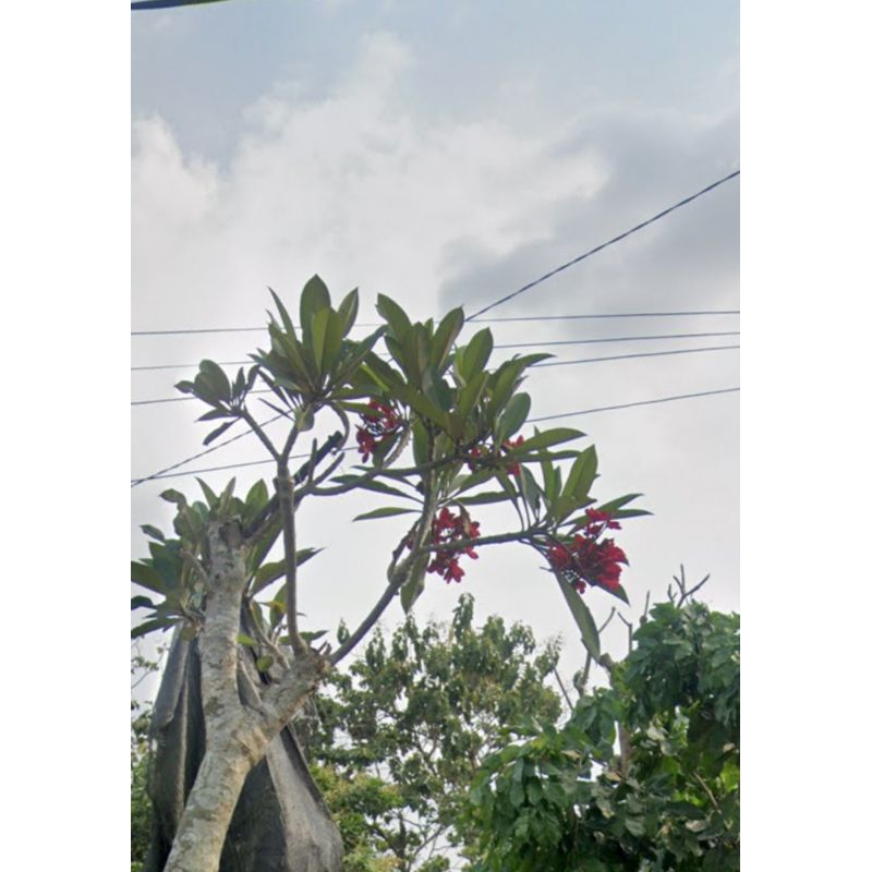 bibit pohon kamboja gantung merah maron