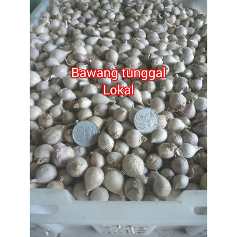 

bawang tunggal lokal asli frees 1kg