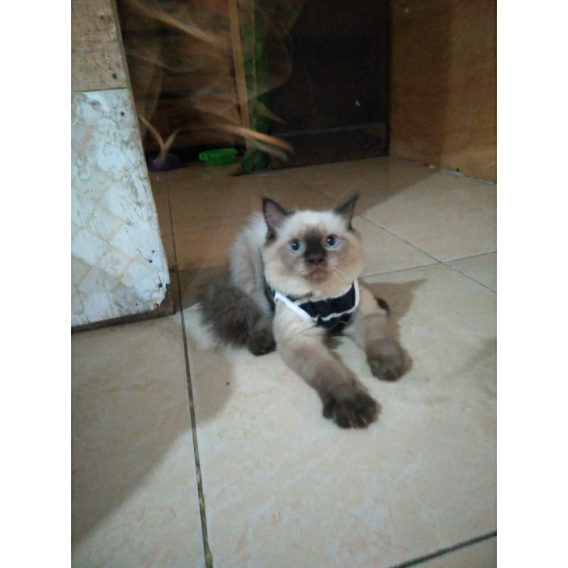 Anak kucing anggora/kitten Himalaya jantan/kucing Himalaya jantan/kucing Himalaya sealpoint